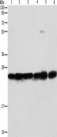 SIGMAR1 Polyclonal Antibody (E-AB-10887)