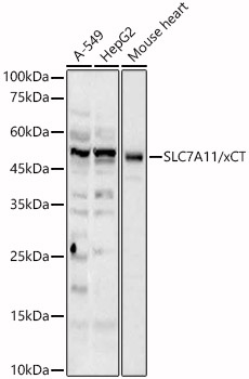 SLC7A11/xCT Polyclonal Antibody (E-AB-93104)