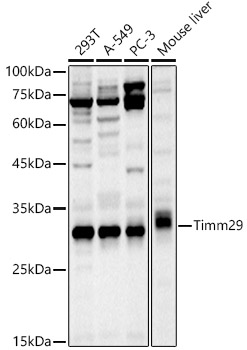 Timm29 Polyclonal Antibody (E-AB-92321)
