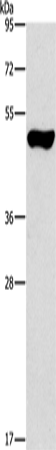 ILK Polyclonal Antibody (E-AB-10396)