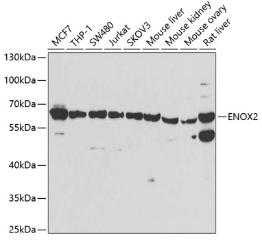 ENOX2 Polyclonal Antibody (E-AB-67816)