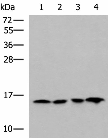 MRPL42 Polyclonal Antibody (E-AB-19123)