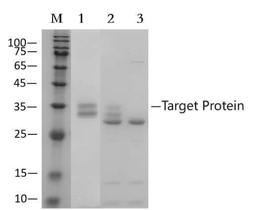 Concanavalin A agarose gel (EA-IP-014)