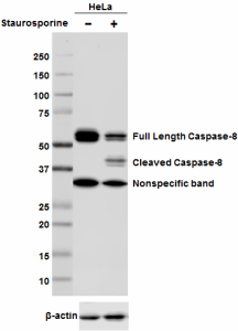 Purified anti-Caspase-8 Antibody (645501)