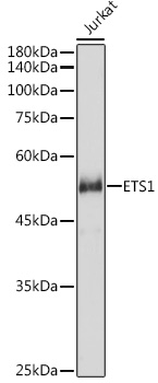 ETS1 Polyclonal Antibody (E-AB-91235)