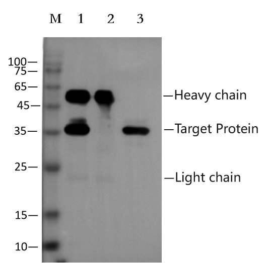 Anti-V5(GKPIPNPLLGLDST) Affinity Agarose (EA-IP-010)