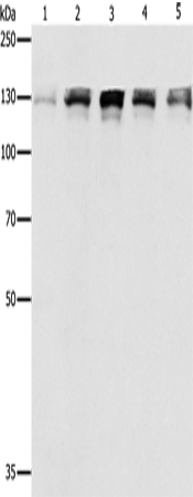 DDB1 Polyclonal Antibody (E-AB-12364)