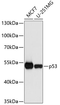 p53 Polyclonal Antibody (E-AB-65674)