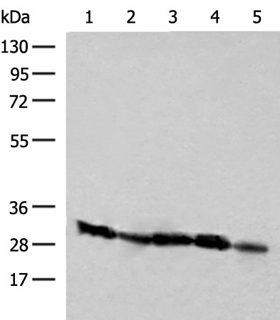 CD48 Polyclonal Antibody (E-AB-52712)