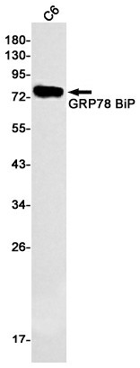 Recombinant GRP78 BiP Monoclonal Antibody (E-AB-81472)