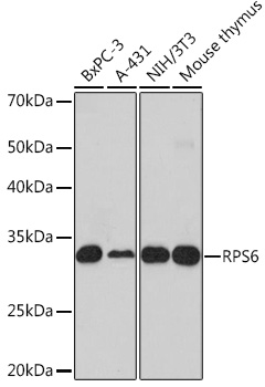 RPS6 Polyclonal Antibody (E-AB-67721)