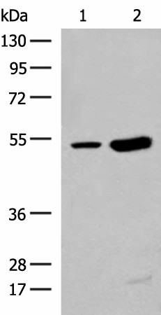 ZBTB43 Polyclonal Antibody (E-AB-18729)