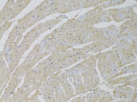 SCARB2 Polyclonal Antibody (E-AB-67744)