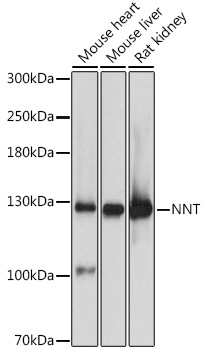 NNT Polyclonal Antibody (E-AB-92601)