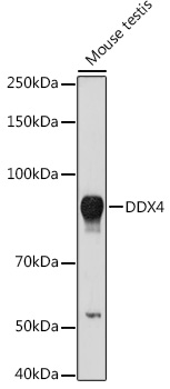 DDX4 Polyclonal Antibody (E-AB-91224)