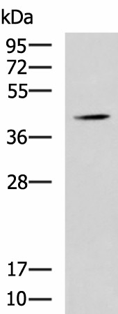 SPI1 Polyclonal Antibody (E-AB-52113)