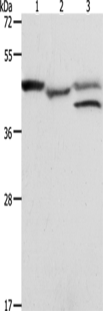 PSMD6 Polyclonal Antibody (E-AB-16043)