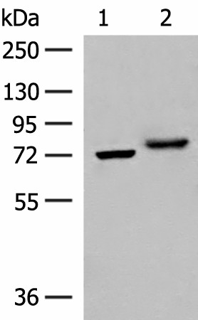 POMGNT1 Polyclonal Antibody (E-AB-18855)