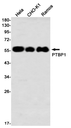 Recombinant PTBP1 Monoclonal Antibody (E-AB-81602)