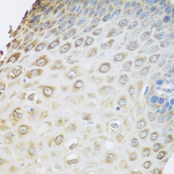 GRPEL2 Polyclonal Antibody (E-AB-62573)