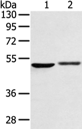 BMP4 Polyclonal Antibody (E-AB-13952)
