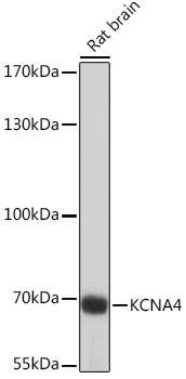 KCNA4 Polyclonal Antibody (E-AB-91517)