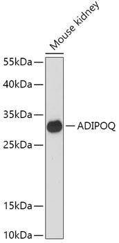 ADIPOQ Polyclonal Antibody (E-AB-60719)