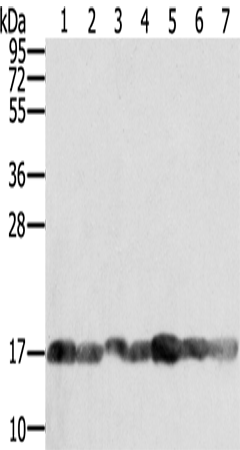 PPIA Polyclonal Antibody (E-AB-15306)