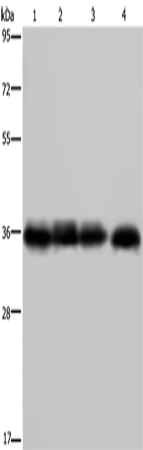 JAM-A Polyclonal Antibody (E-AB-15145)