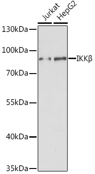 IKK beta Polyclonal Antibody (E-AB-68255)