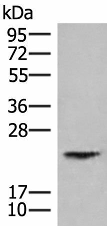HEBP1 Polyclonal Antibody (E-AB-18070)