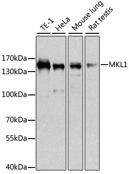 MKL1 Polyclonal Antibody (E-AB-62500)
