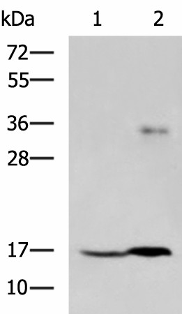 TMEM42 Polyclonal Antibody (E-AB-18146)