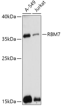 RBM7 Polyclonal Antibody (E-AB-91829)