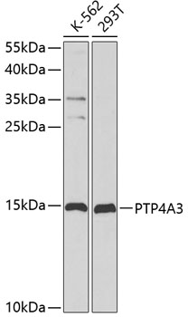PTP4A3 Polyclonal Antibody (E-AB-60550)
