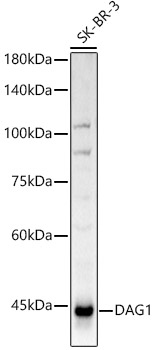 DAG1 Polyclonal Antibody (E-AB-93286)