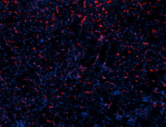 Purified anti-human CD163 Recombinant Antibody (364302)