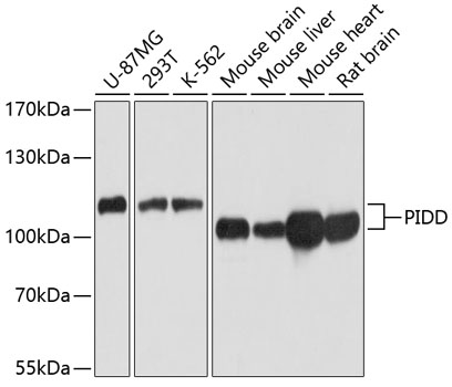 PIDD Polyclonal Antibody (E-AB-63806)