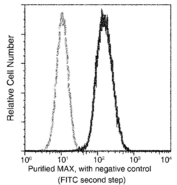 Recombinant MAX/MYC associated factor X Monoclonal Antibody (AN300263P)