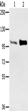 ACTN2 Polyclonal Antibody (E-AB-13591)
