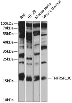 TNFRSF13C Polyclonal Antibody (E-AB-90789)