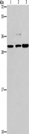 CRKL Polyclonal Antibody (E-AB-16360)