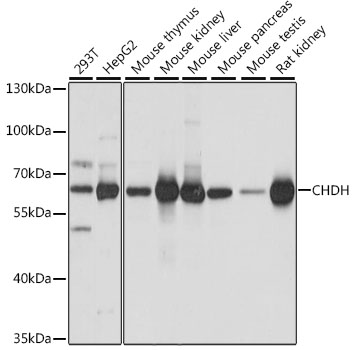 CHDH Polyclonal Antibody (E-AB-91573)