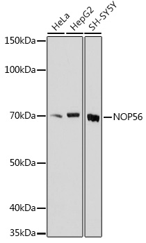 NOP56 Polyclonal Antibody (E-AB-92121)