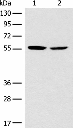 CORO2B Polyclonal Antibody (E-AB-19746)