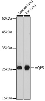 AQP5 Polyclonal Antibody (E-AB-68433)