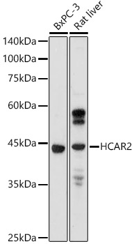 GPR109A/HM74A/HCAR2 Polyclonal Antibody (E-AB-93136)