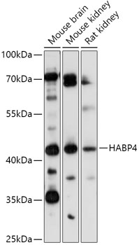 HABP4 Polyclonal Antibody (E-AB-91848)