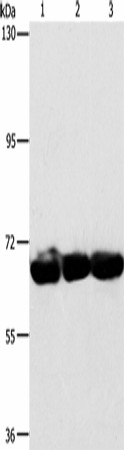 CKAP4 Polyclonal Antibody (E-AB-16343)