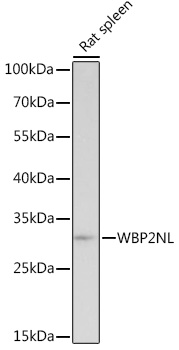WBP2NL Polyclonal Antibody (E-AB-92091)